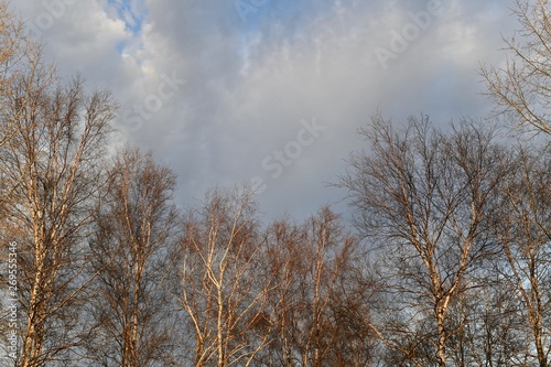 Crowns of trees on the background of clouds.