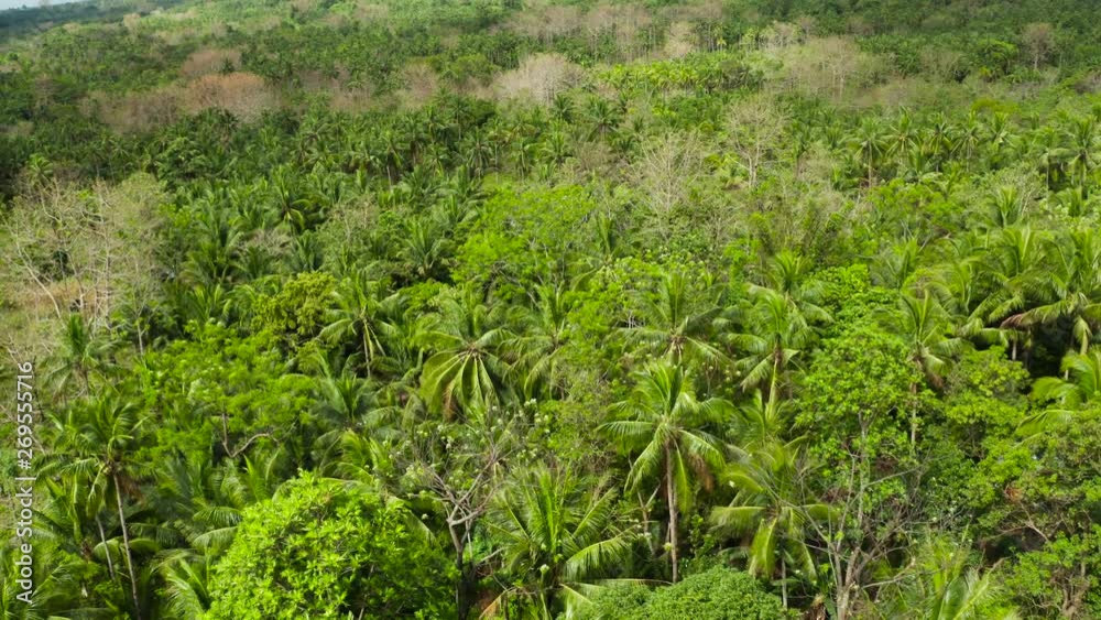 Tropical green forest with palm trees and trees. Lush tropical vegetation. Camiguin, Philippines, Mindanao Tropical green forest with palm trees and trees. Lush tropical vegetation. Camiguin, Philippines, Mindanao