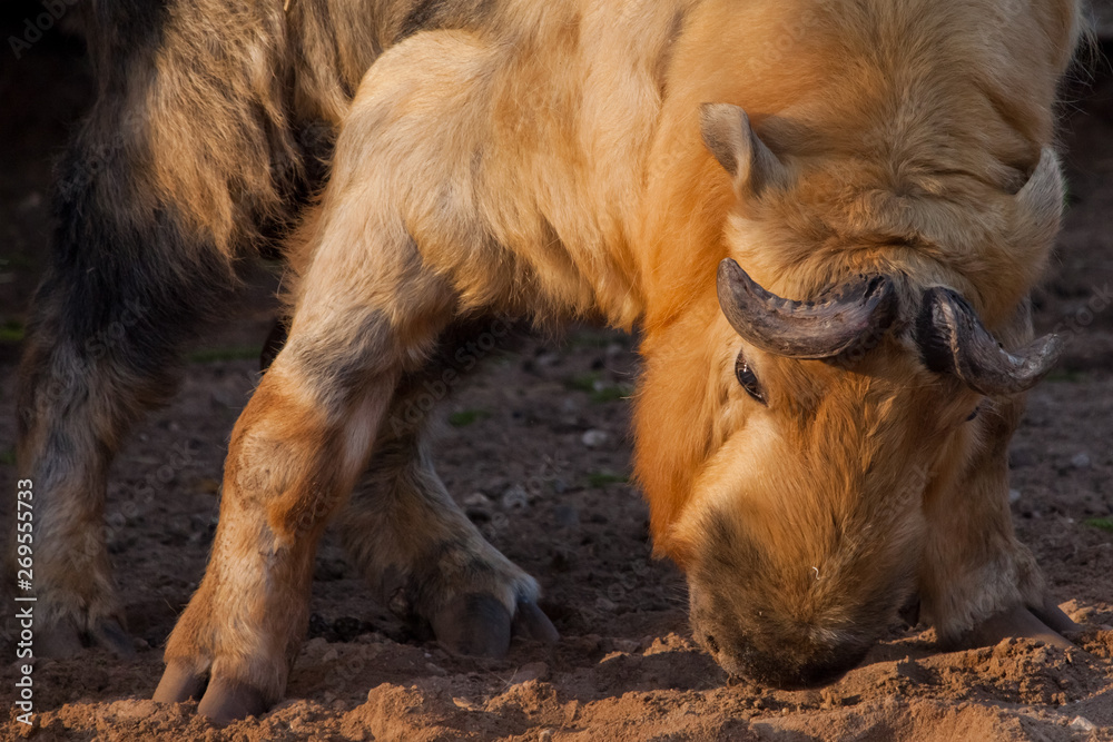 Fototapeta premium illuminated by the sun powerful horned hairy bull. male rare animal Sichuan takin (Himalayan bull, Chinese bull), dark background,