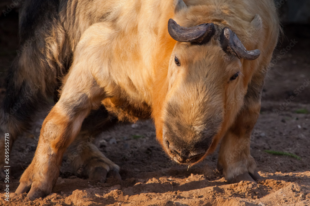 illuminated by the sun powerful horned hairy bull. male rare animal Sichuan takin (Himalayan bull, Chinese bull), dark background, illuminated by the sun powerful horned hairy bull. male rare animal Sichuan takin (Himalayan bull, Chinese bull), dark background,