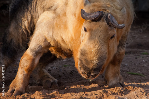 illuminated by the sun powerful horned hairy bull. male rare animal Sichuan takin (Himalayan bull, Chinese bull), dark background, photo