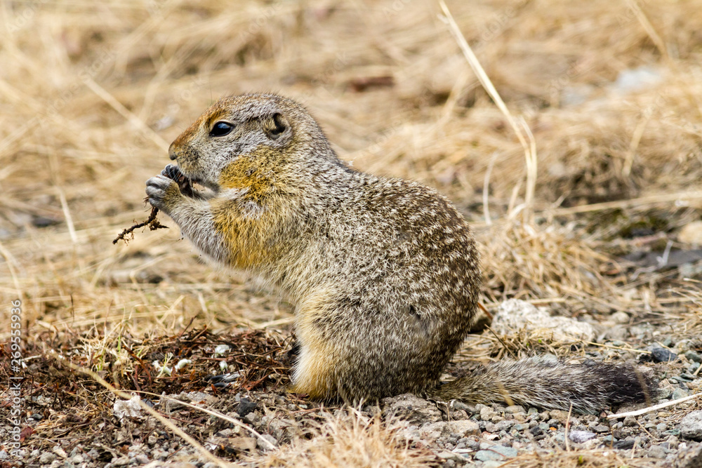 Arctic ground squirrel eating food. Kamchatka Peninsula, Russia Arctic ground squirrel eating food. Kamchatka Peninsula, Russia