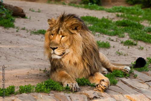 A handsome male lion with a gorgeous mane close-up against the backdrop of greenery  a powerful animal the lion king. sunlit - good light