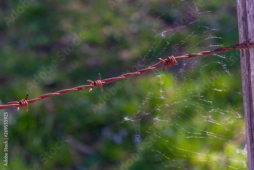 stacheldraht und spinnennetz
