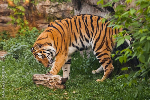 Tiger plays. Beautiful powerful big tiger cat on the background of summer green grass and stones.