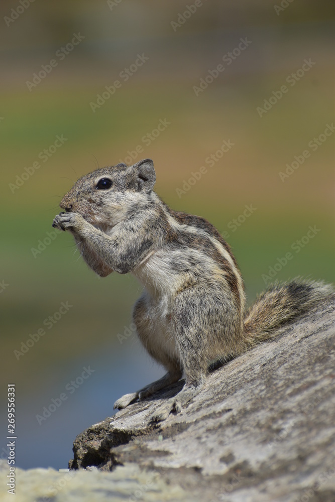 squirrel feeding wild photography squirrel feeding wild photography