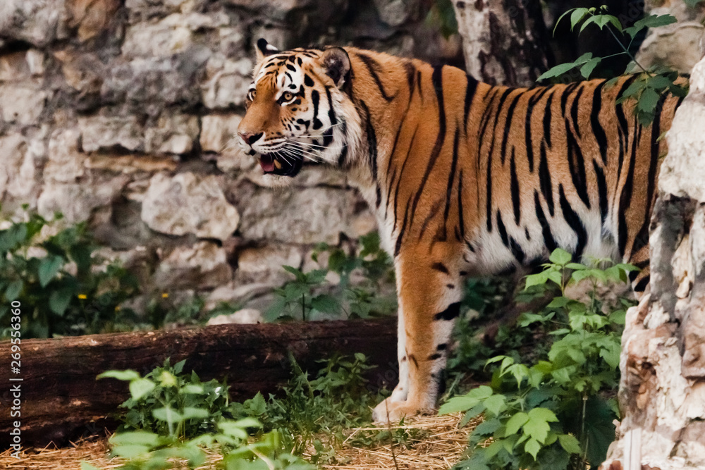 Beautiful powerful big tiger cat on the background of summer green grass and stones. Beautiful powerful big tiger cat on the background of summer green grass and stones.