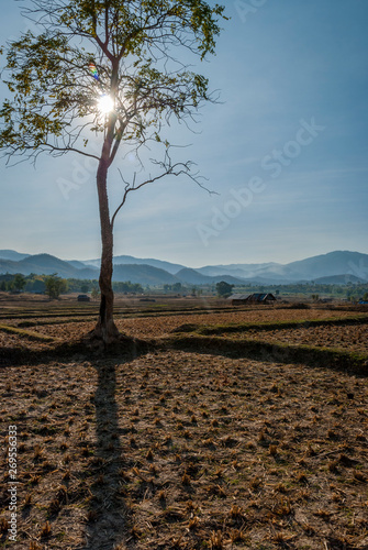 Tree against sun at rice fields, Pai, Thailand