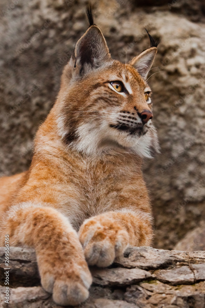 Fototapeta premium big cat lynx close up. Lynx on the background of stones