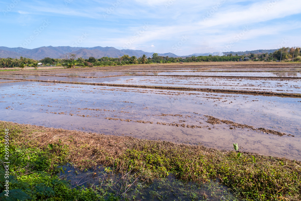 Empty rice paddies, Thailand