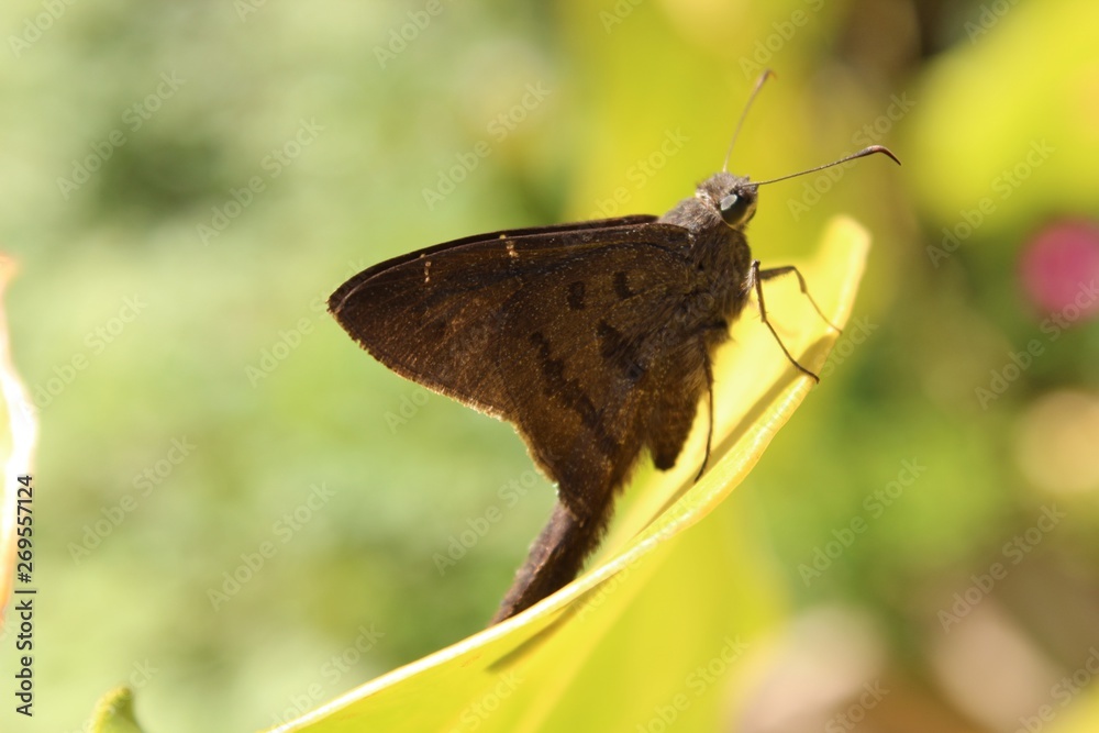 Obraz premium Borboleta