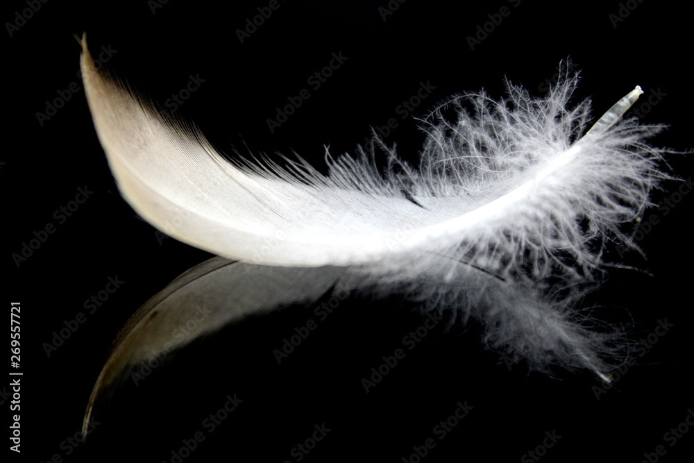 Obraz premium Feather