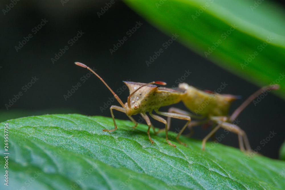 Naklejka premium bug are pollination on a leaf