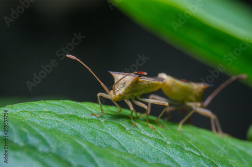 bug are pollination on a leaf © Poohbest