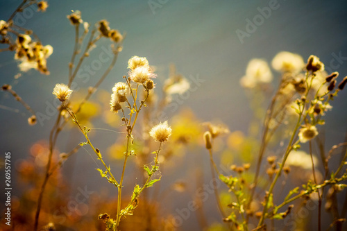 Weed with seeds  on blurred background at sunset_