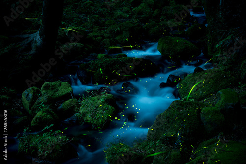 渓流とホタル © 歌うカメラマン