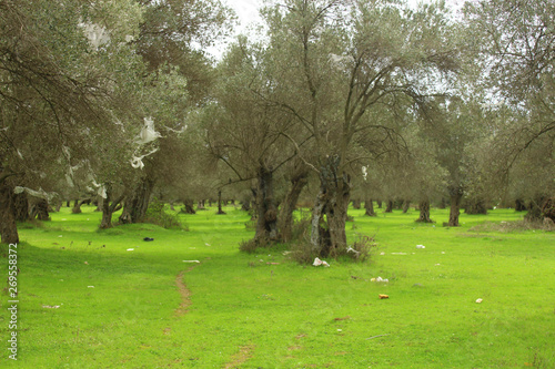 Olive trees and green lawns. human waste. Environmental pollution. photo