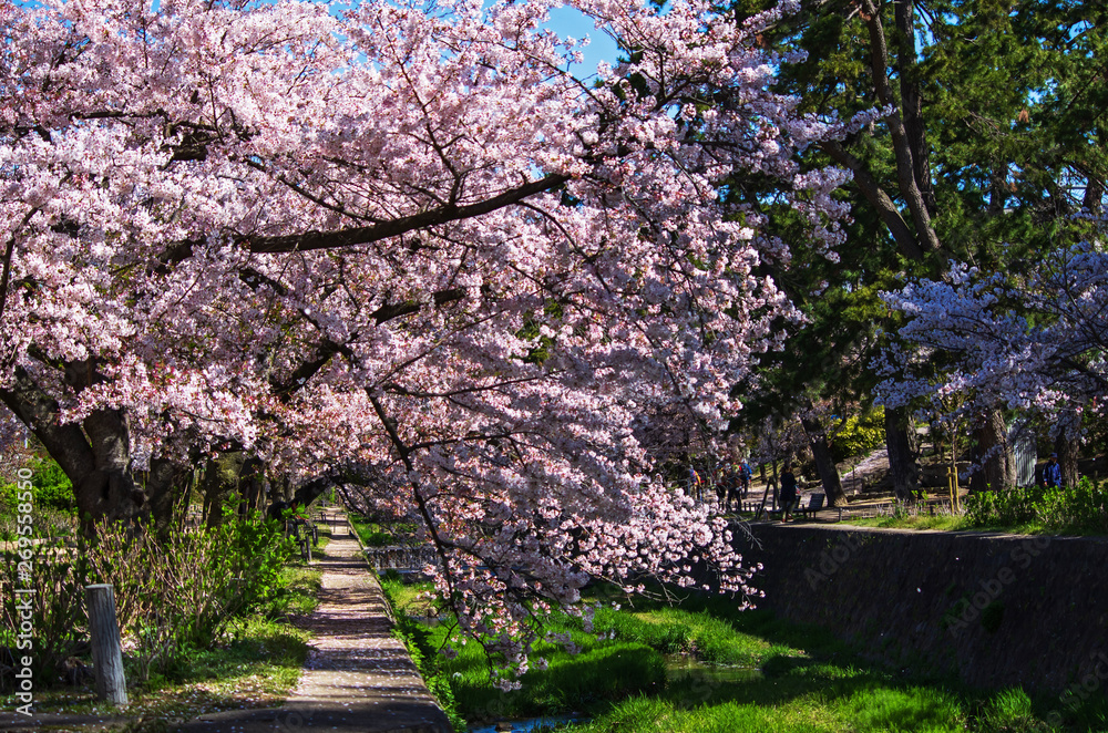 兵庫県西宮市・夙川沿いの桜並木