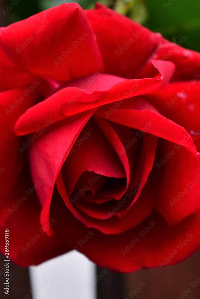 red rose with drops of water red rose with drops of water