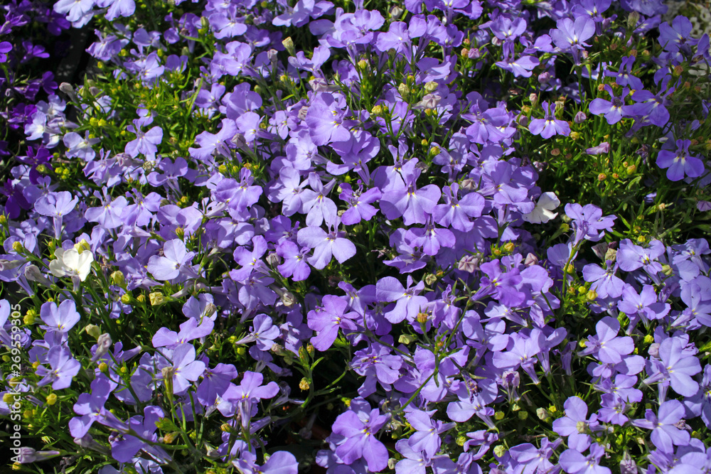 Purple Trailing Lobelia Sapphire flowers, Lobelia Erinus Purple Trailing Lobelia Sapphire flowers, Lobelia Erinus