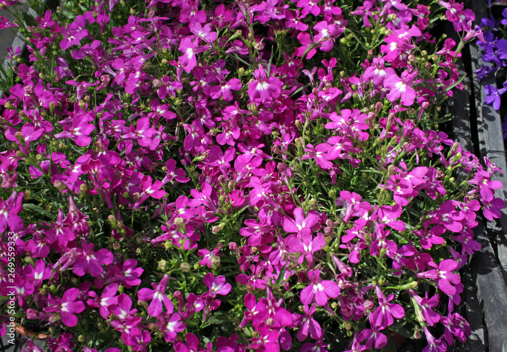 Purple Trailing Lobelia Sapphire flowers, Lobelia Erinus Purple Trailing Lobelia Sapphire flowers, Lobelia Erinus