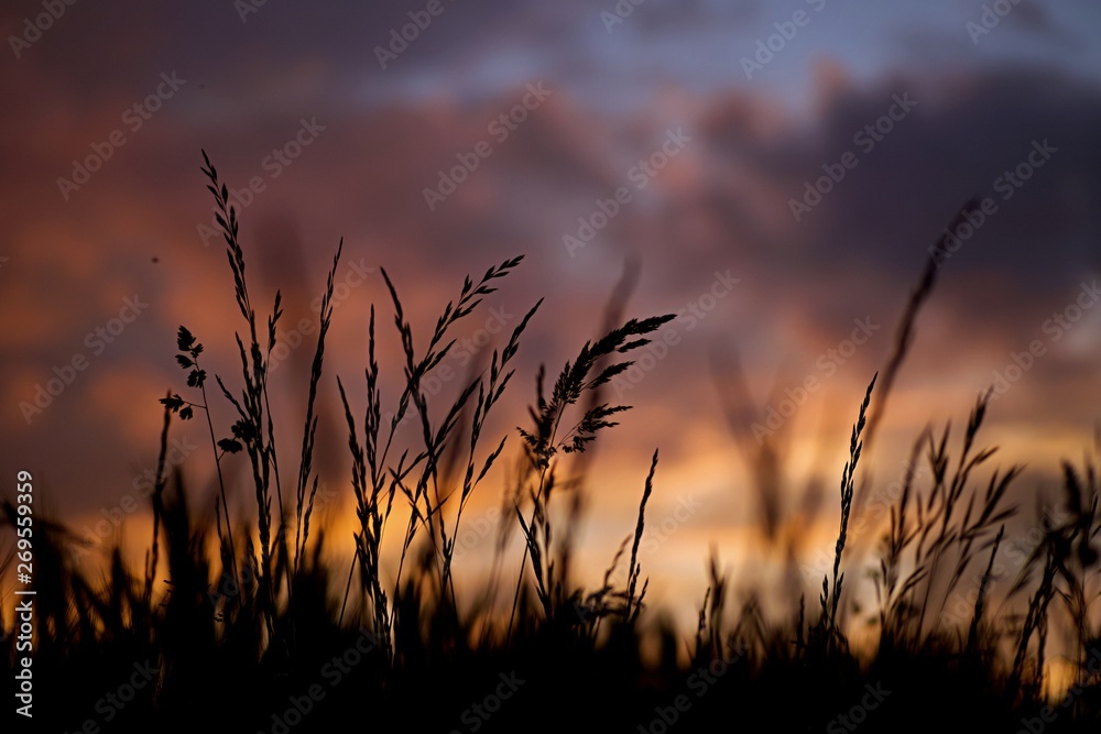 Herbe sauvage coucher de soleil - champs nature 