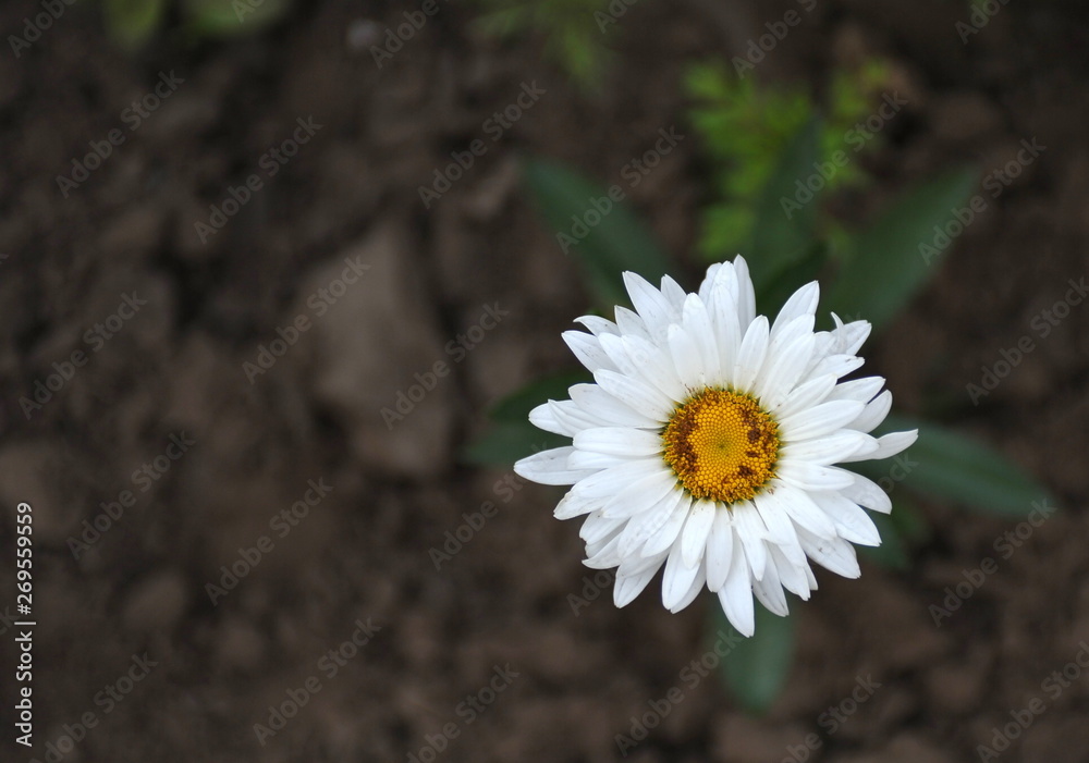 A closeup of a white, natural daisy flower on a black earth background, in the summer in the garden. Screensaver white daisy flower. A closeup of a white, natural daisy flower on a black earth background, in the summer in the garden. Screensaver white daisy flower.