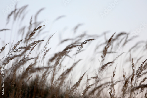 Wilde Gräser, Steppengras, Federgras als künstlerische Silhouette im Abendlicht in schwarz, weiß, pastell