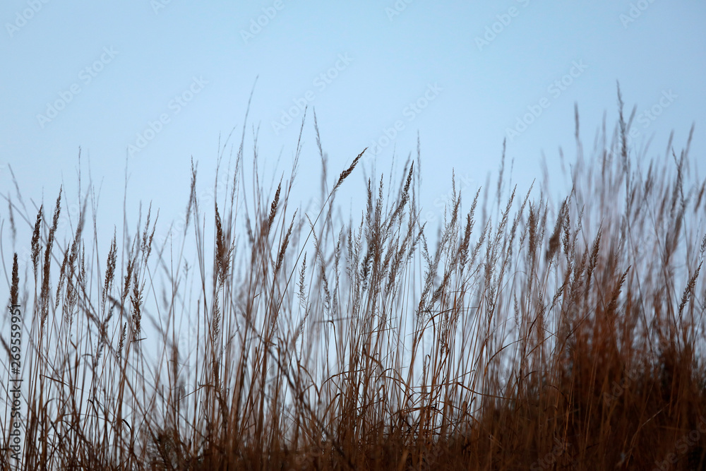 Obraz premium Silhouette von wilden Gräsern wie gemalt im Gegenlicht der Sonne als Close up