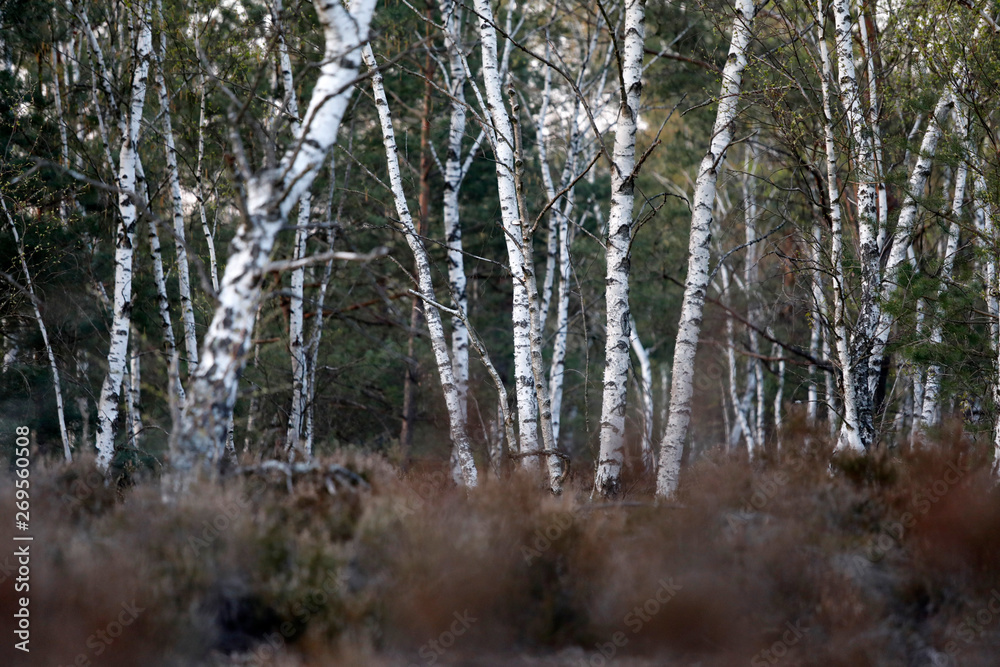 Viele Birken stehen in einem Wald Viele Birken stehen in einem Wald