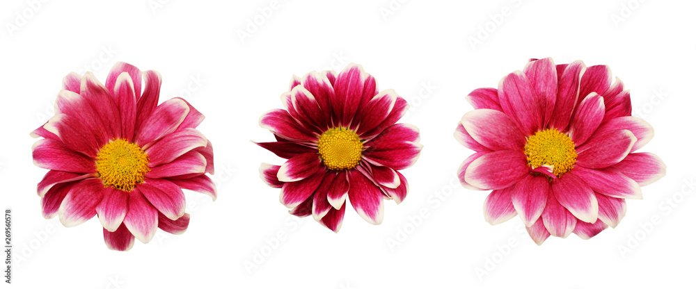 Set of pink chrizanthemum flowers Set of pink chrizanthemum flowers
