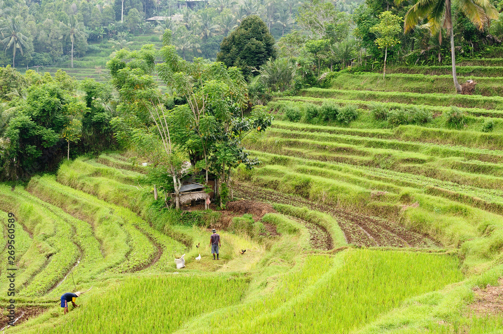 Indonesia, Bali, Rice terraces