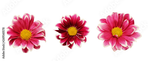 Set of pink chrizanthemum flowers © Ortis