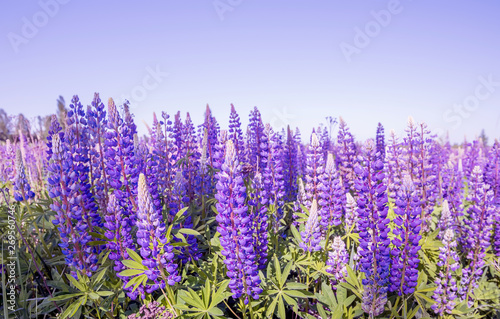 Flowers lilac lupins in the meadow.