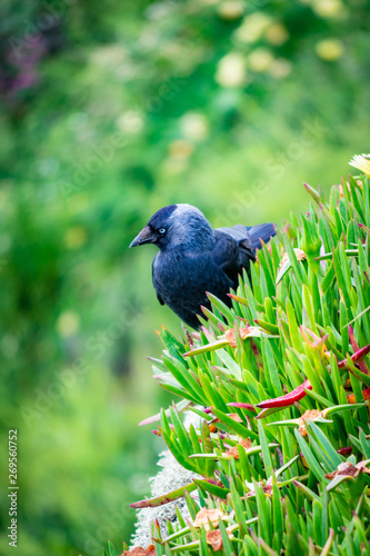 Starling in its natural environment