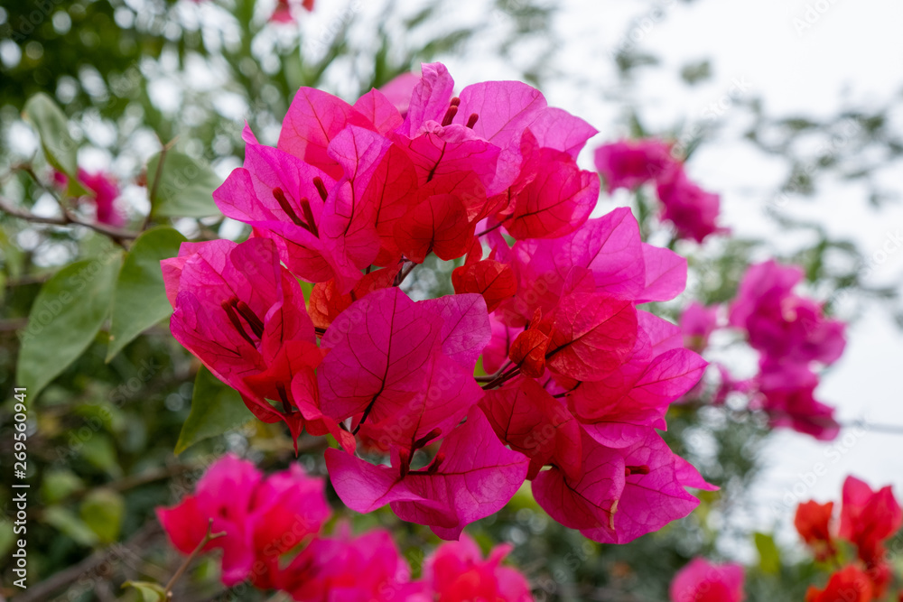 Bougainvillea flowers red, pink colors macro shot with green garden on background Bougainvillea flowers red, pink colors macro shot with green garden on background
