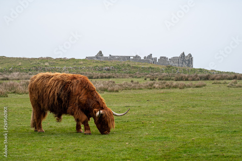 Hiland cattle cows lundy island devon england uk 