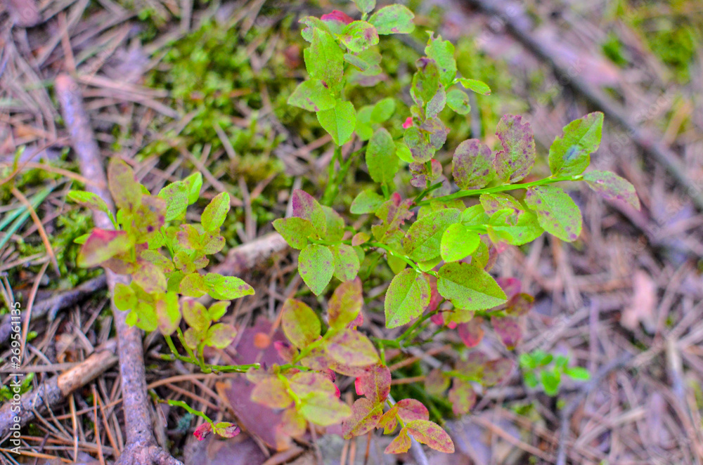 Blueberry plants with green leaves on the ground, view from about Blueberry plants with green leaves on the ground, view from about