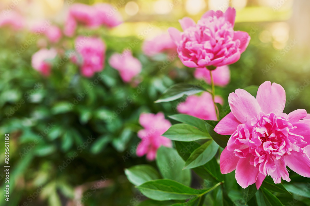 peony bush in the courtyard of a residential building in the spring at sunset