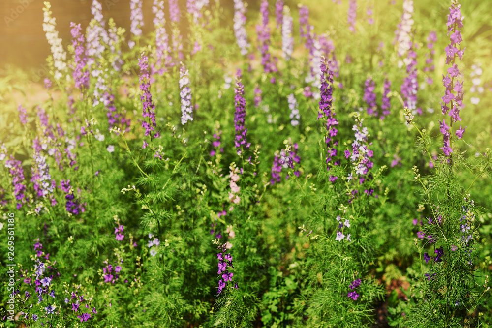 background of wildflowers at sunset in summer background of wildflowers at sunset in summer