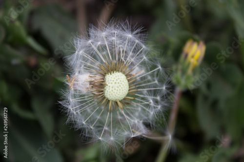 The floor onduty dandelion in the village