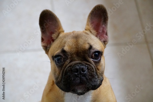 french bulldog in front of white background © Valerie