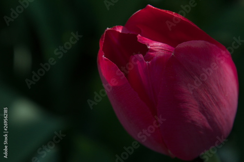 Crimson tulip bud