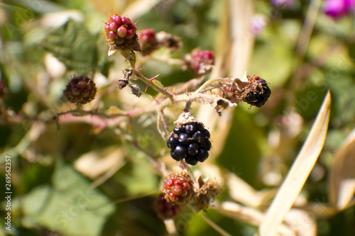 blackberry on a bush