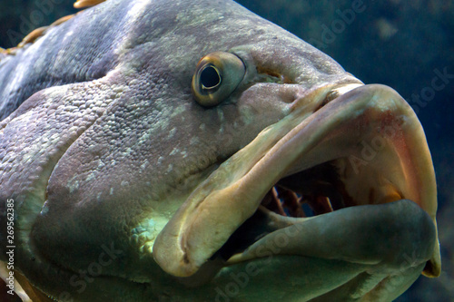 Dusky Grouper or Epinephelus Marginatus at Cretaquarium in Heraklion city, Crete Island - Greece.  Through the open mouth we see the fish gills. Close-up portrait. photo