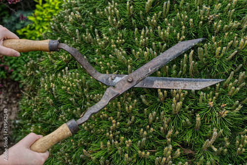 Pine decandling with vintage scissors
