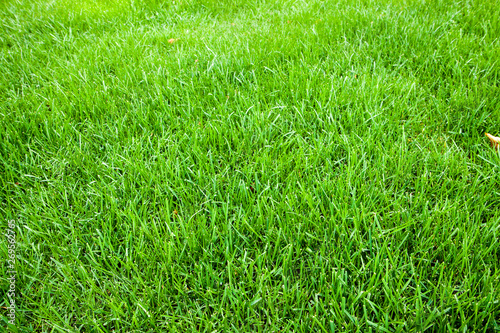 Grass texture. Freshly cut green grass background. Natural grass. Trimmed lawn. Green background. © Nataly
