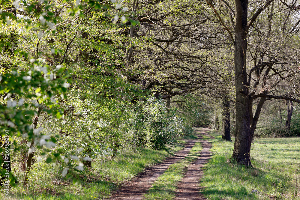 Fototapeta premium Weg und schöne, naturnahe Landschaft aus Wiesen, alten Bäumen wie Eichen und Buchen und Sträuchern und Hecken in Brandenburg Deutschland im Frühling