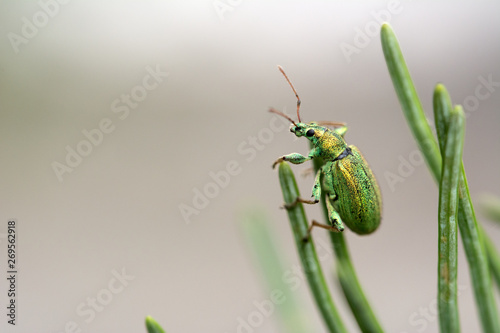 Macro of a beautiful, green bug - Phyllobius arborator on pine tree needles photo