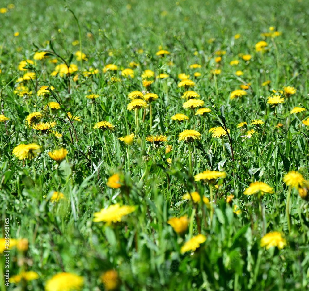 Löwenzahnblüten Löwenzahnblüten